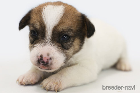 成約済の神奈川県のジャックラッセルテリア-357441の1枚目